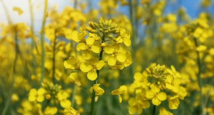 canola-icon