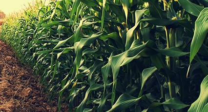 corn-icon