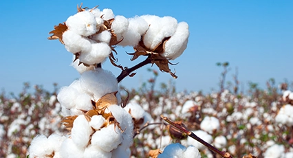 cotton-icon