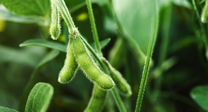 soybeans-icon