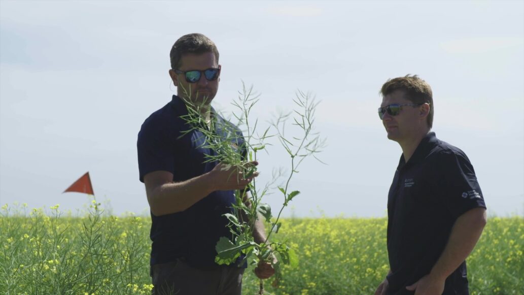 two men analyzing a plant in a field