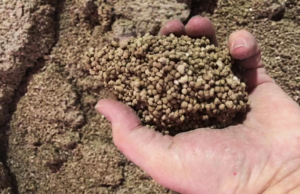 a hand holding fertilizer granules