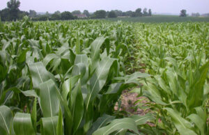 a green field of young corn plants