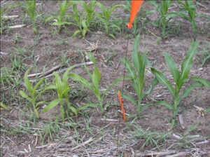 a row of small corn