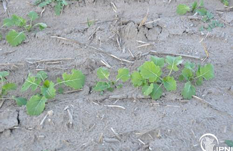 a row of seedlings in dry sulfur deficient soil