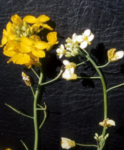two canola flowers against a black background