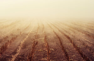 A view of a cut corn field with rows of stubble on a foggy day