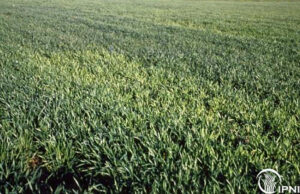 a field of wheat growing in sulfur deficient soil