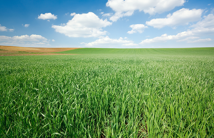 an expansive green field of wheat