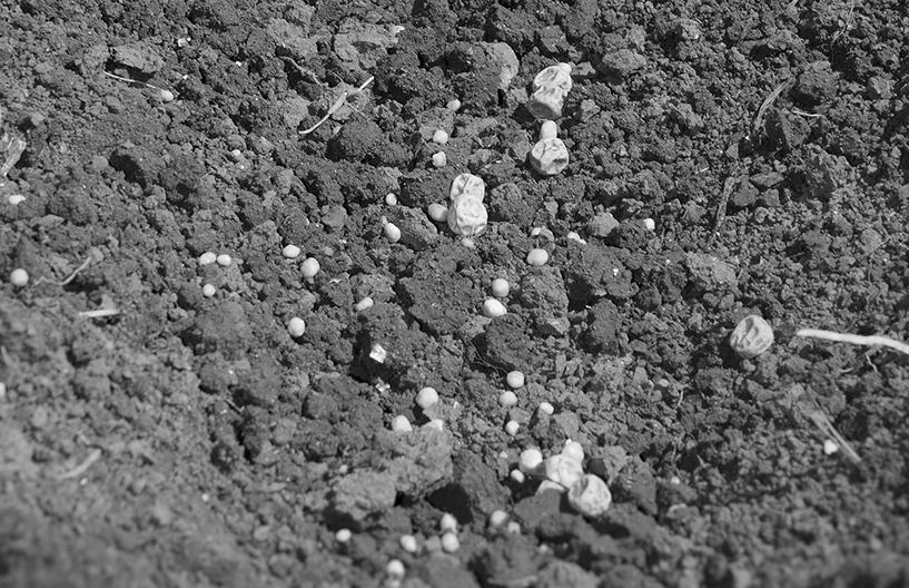 Close-up of seed and fertilizer on the ground.