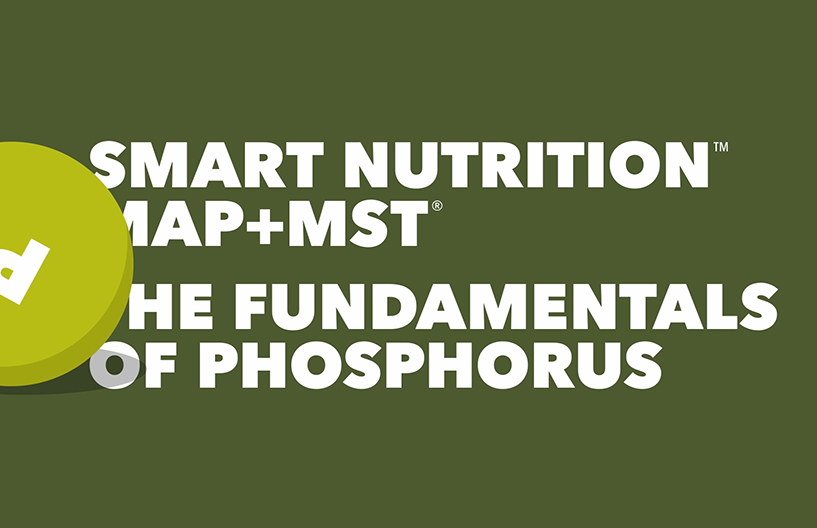Fundamentals of Phosphorus