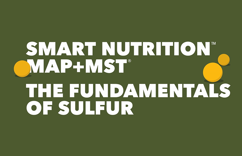Fundamentals of Sulfur Video