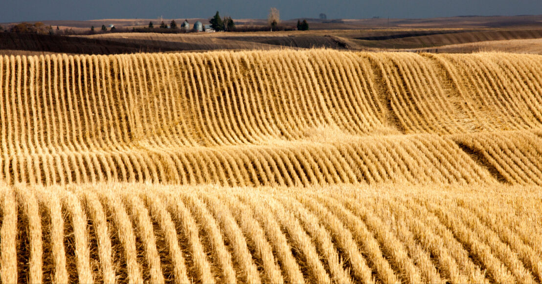 Stubble Rows in Saskatchewan