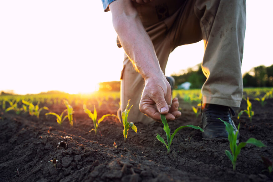 A field worker or agronomist checking health of corn crops in the field