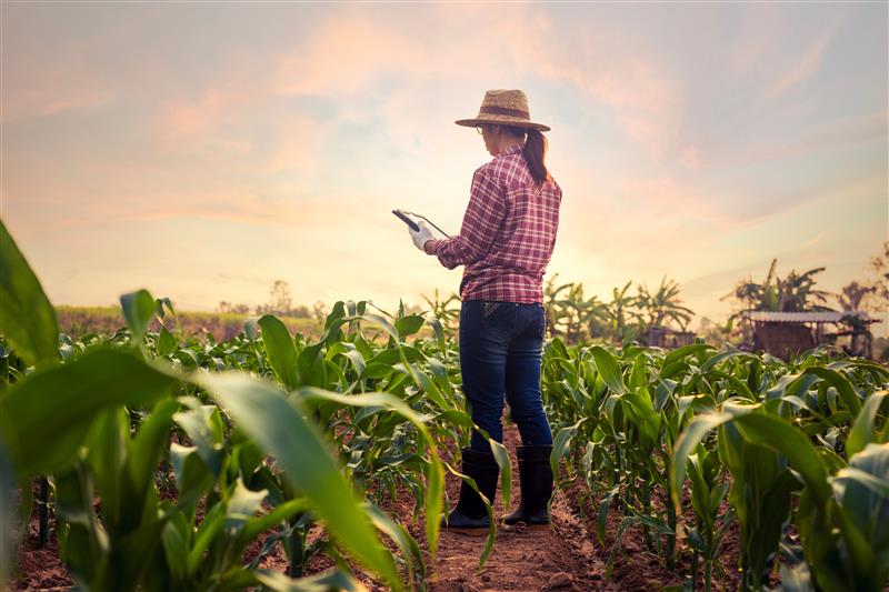 An agronomist checking on their corn crops in their field