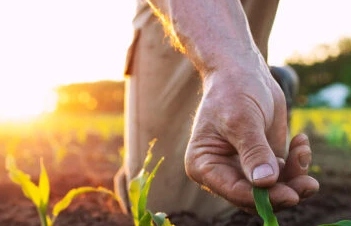 Agronomist Checking Crops