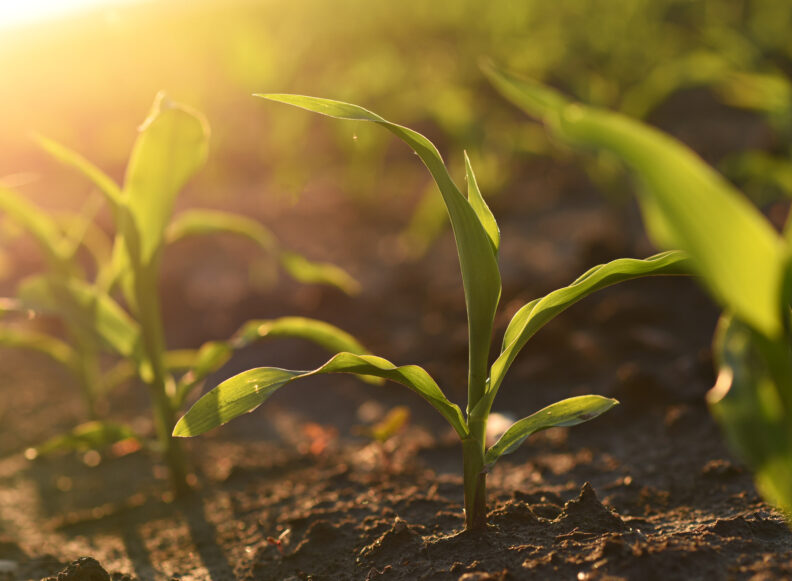 closeup of corn crop at 4 leaf stage growing in fertile farm soil