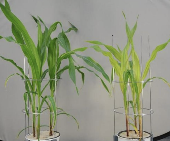 Healthy vs sulfur deficient corn crop