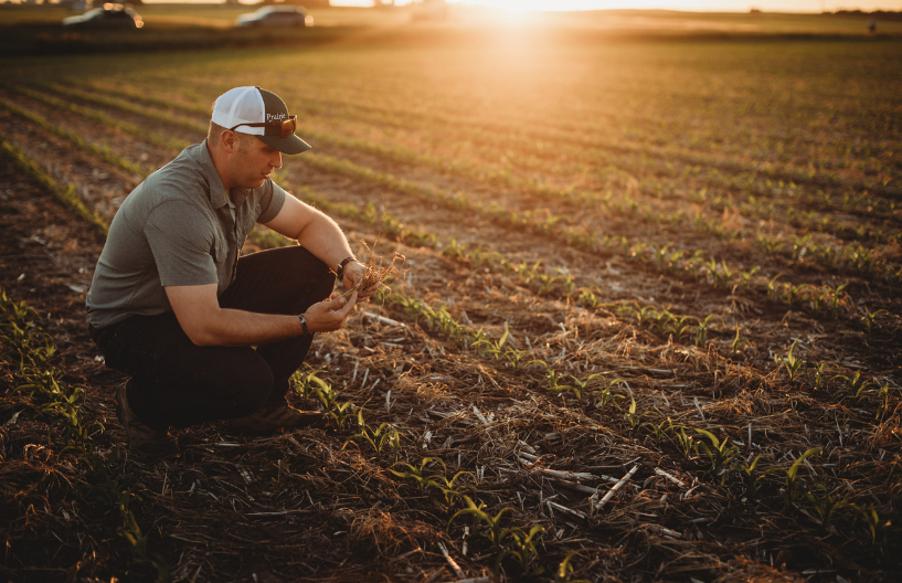 Farmer or agronomist examining a corn field